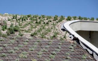 Good irrigation is important during the vulnerable growth phase. In the steeper roof areas, the driplines are attached to separate lattices. Newly planted vegetation and driplines on a pitched green roof